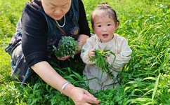 虎胆龙威百度影音